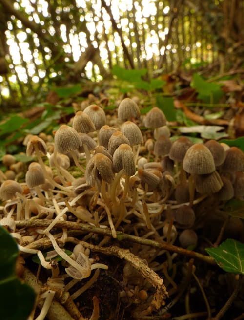 Coprinellus disseminatus on willow in Wickford, UK.